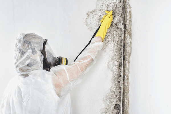 mold removal